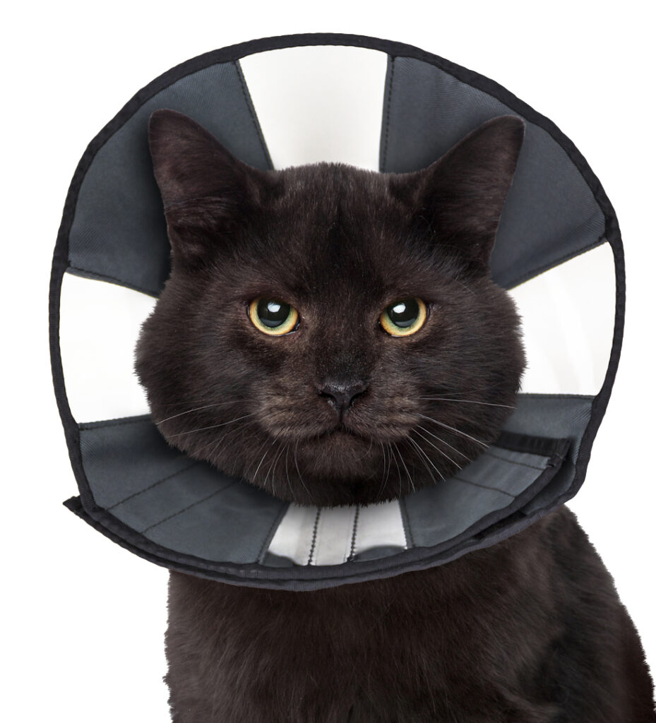 Zenpet Procone S - Herstelhalsband voor huisdieren - afbeelding 5
