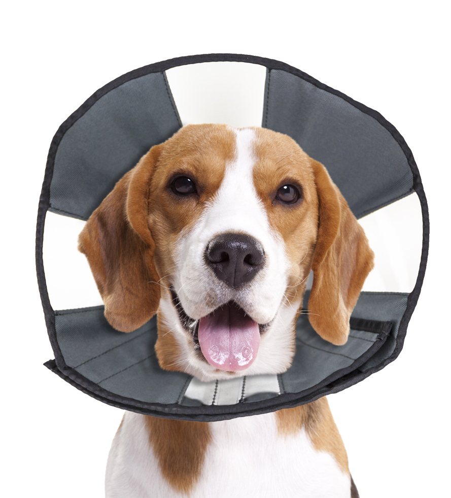 Zenpet Procone M - Herstelhalsband voor huisdieren, maat M - afbeelding 3