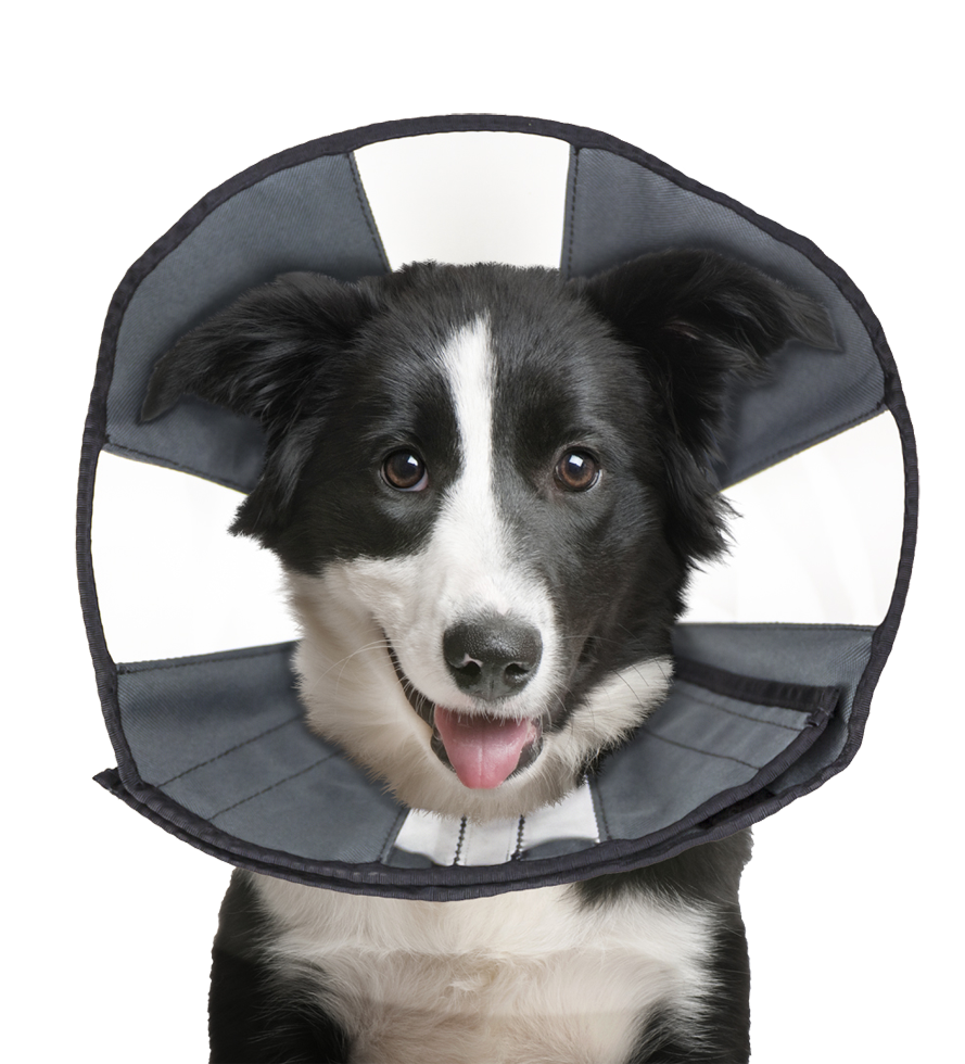 Zenpet Procone L - Herstelhalsband voor Honden en Katten - afbeelding 2