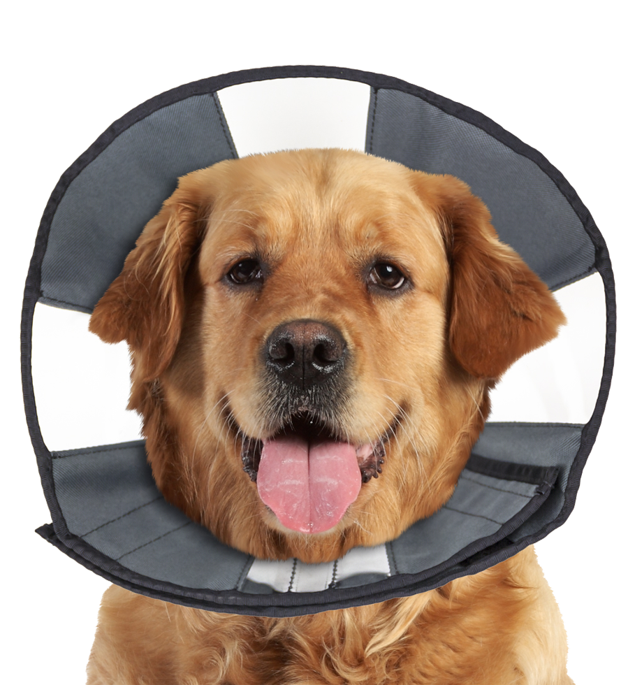 Zenpet Procone XL - Herstelhalsband voor huisdieren - afbeelding 1