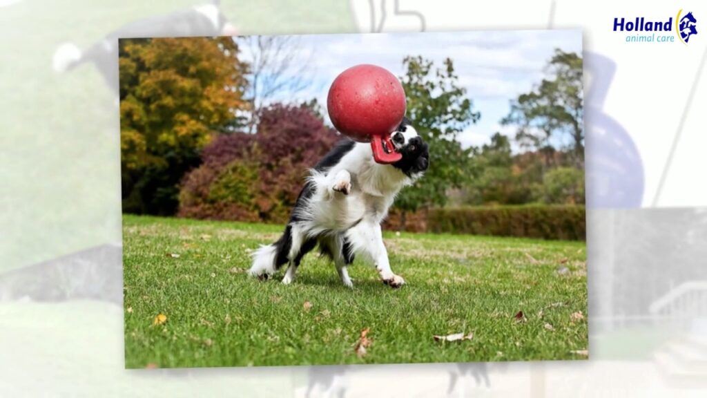 Jolly Tug-n-Toss Rood L (20 cm) - Duurzame speelbal voor honden - afbeelding 2
