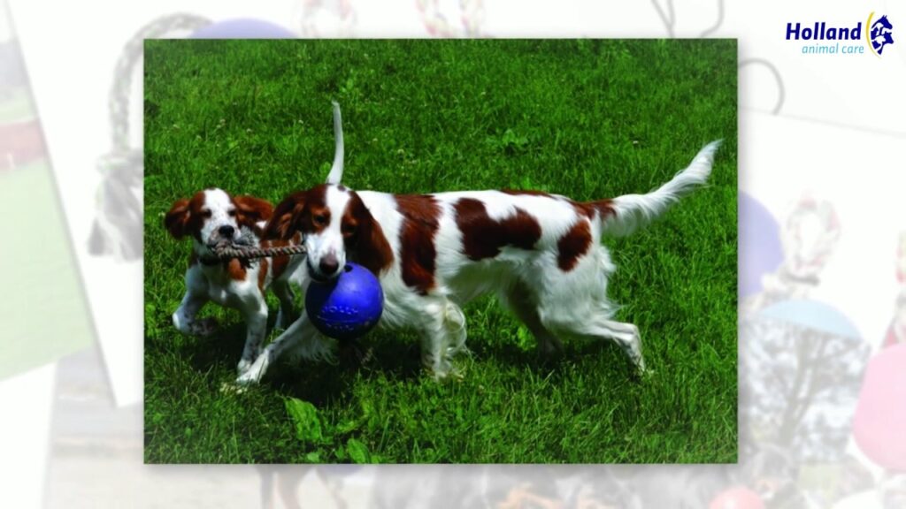 Jolly Pets Jolly Romp-n-Roll Vanille L (20 cm) - Speelgoed voor Honden - afbeelding 3