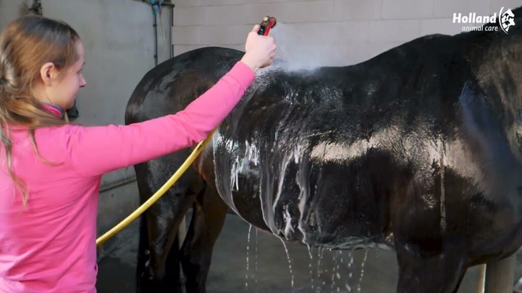 Excellent Horse Grooming Brush M Zwart - Borstel voor Vachtverzorging - afbeelding 2