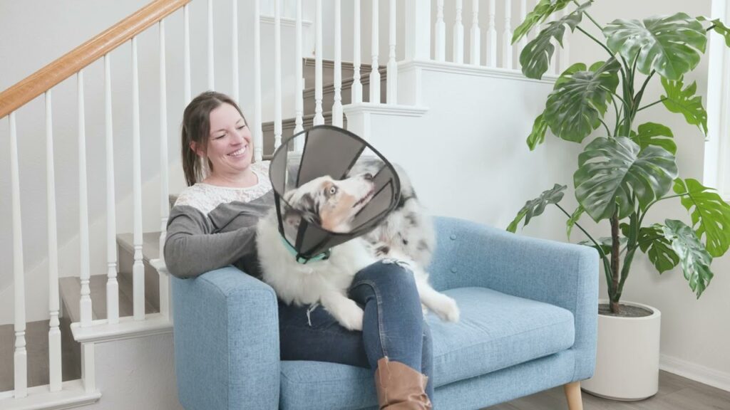 Zenpet Procone XL - Herstelhalsband voor huisdieren - afbeelding 5
