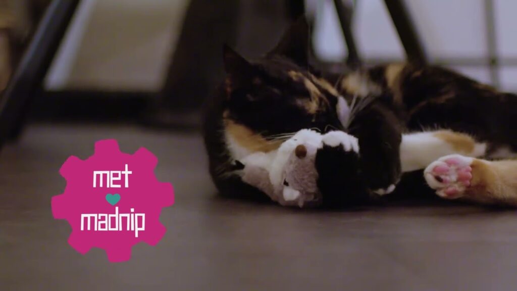 Robocat Papegaai - Bewegend en Piepende Kattenspeelgoed met Madnip - afbeelding 4