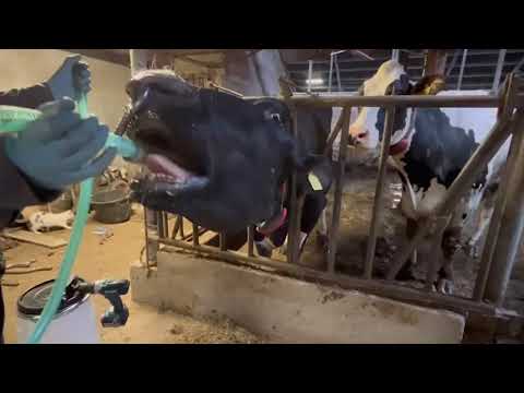 Excellent Cow Drencher Boormachineaangedreven 25 Liter - afbeelding 3