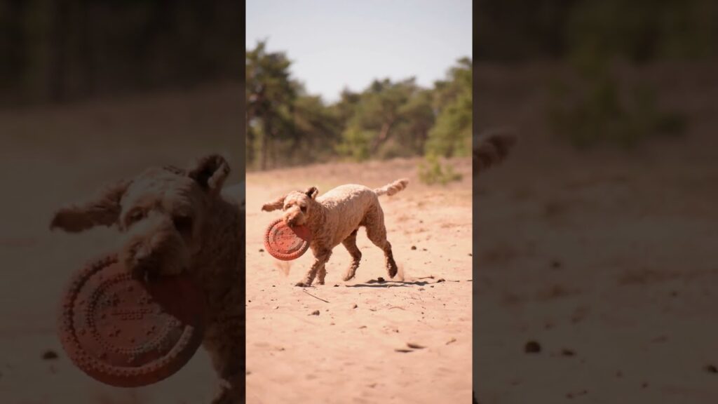 Dog Comets UFO Ring Oranje S - Speelgoed voor Actieve Honden - afbeelding 2
