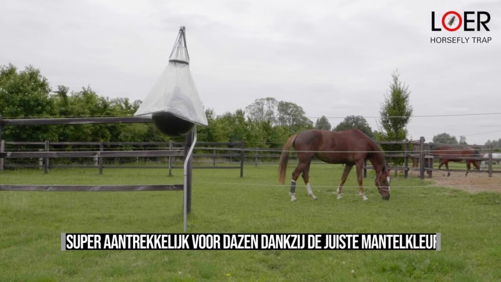 Loer Dazenval Bal - Geschikt voor Loer Dazenval Compleet - afbeelding 3
