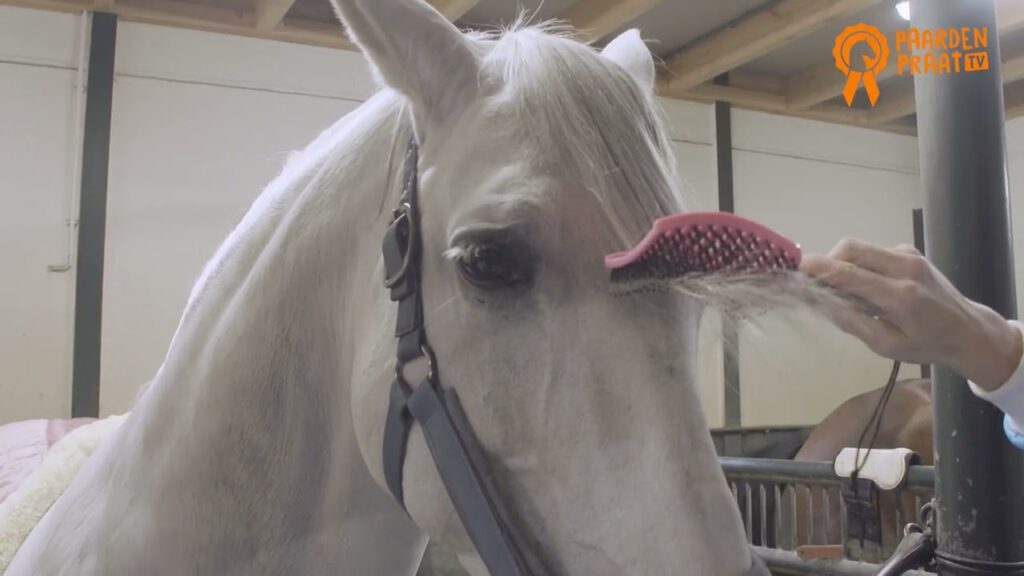 Paardenpraat Horse Supreme Borstel Roze - Voor Staart en Manen - afbeelding 2