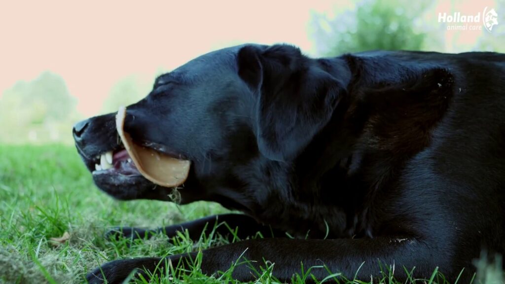 Dental Ears Medium 48 st. - Kauwsnack voor honden - afbeelding 3
