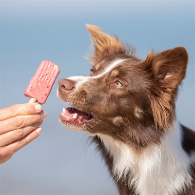Trixie Ice Pop Rood 70x55 gr - Hondensnack in ijsvorm
